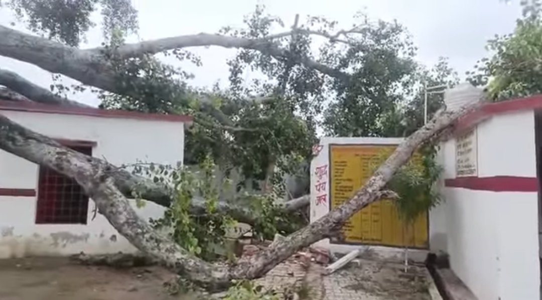 कंपोजिट विद्यालय गुरुदत्त का पूरा में बड़ा हादसा टला, जर्जर पीपल की भारी डाल गिरने से दहशत