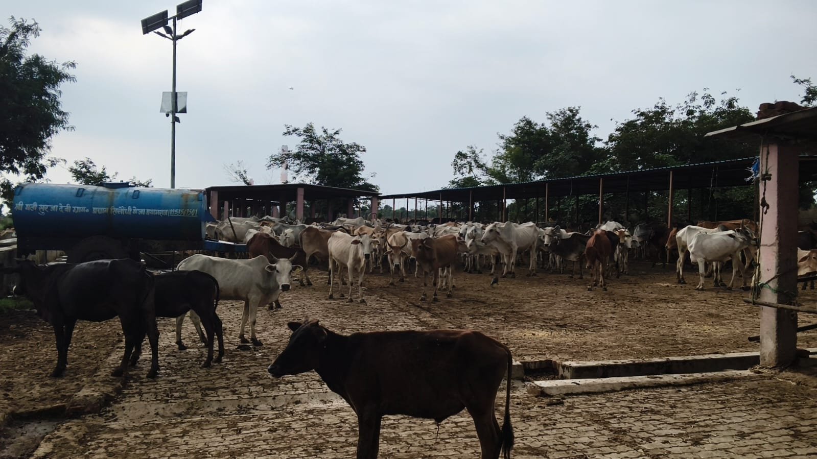 मेजा के भटौती स्थित गौशाला की बदहाल व्यवस्था, जिम्मेदार बेखबर